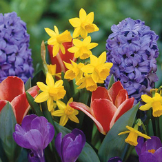  Springtime Florist Choice