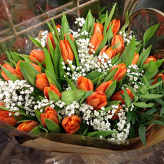 Orange Tulips