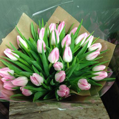 Pink Tulips