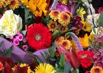 Seasonal Flowers